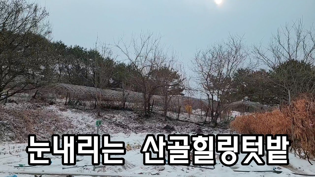 귀촌초보, 눈내리는 텃밭에서의 힐링/촬영에피소드/평창산골에 내리는 눈/Healing in a snowy garden