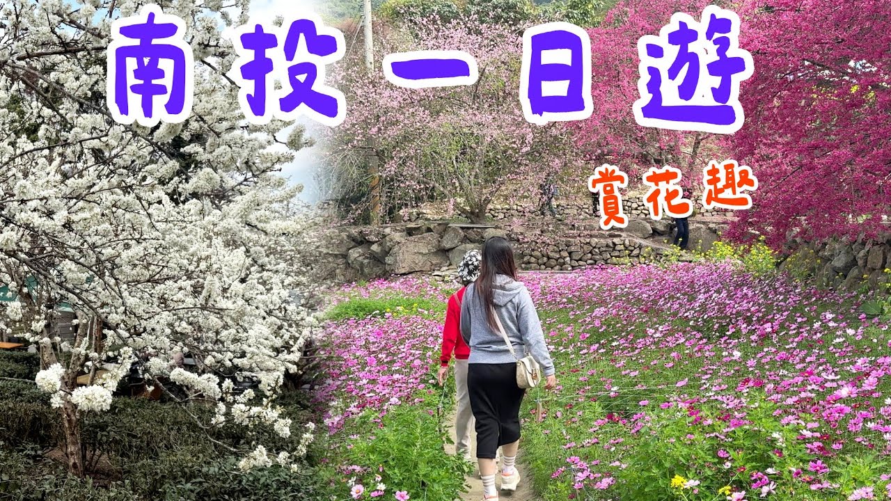 【南投一日遊】 阿本農場櫻花盛開+草坪頭櫻花季，雪白的李花真美，超級好拍，南投一日遊推薦。