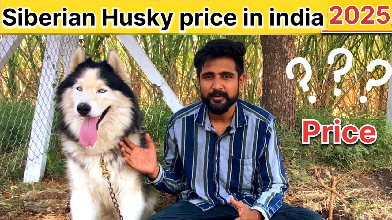 Siberian Husky Price In India 2025 | Blue eyes husky | Siberian husky blue eyes price | Husky dog