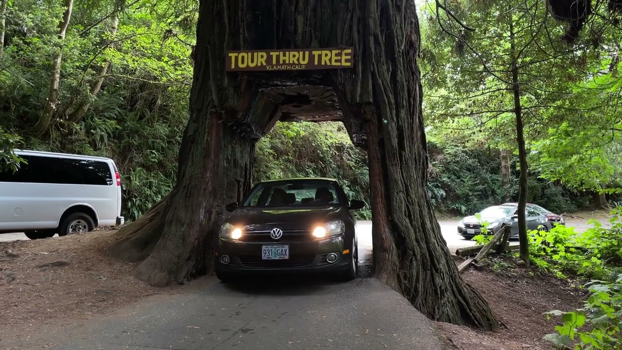 TOUR THRU TREE-KLAMATH.CALIF