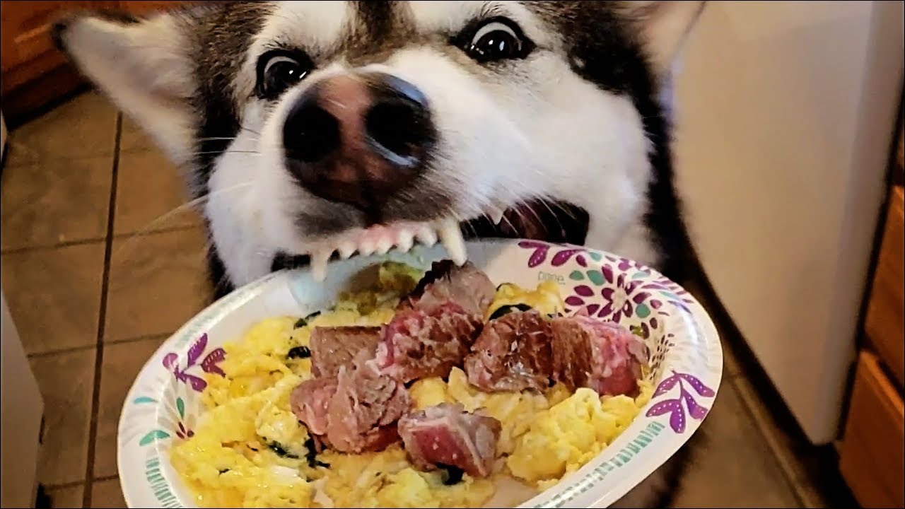 Breakfast With Tonka & Monroe! Steak & Eggs  😊🐺❤️❣