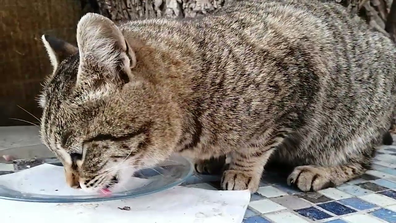 猫