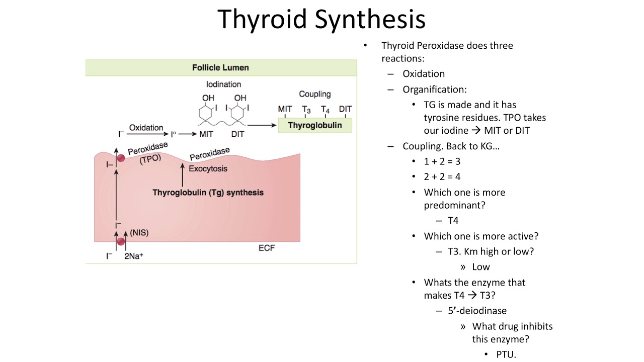 USMLE Step 1 Thyroid Physiology