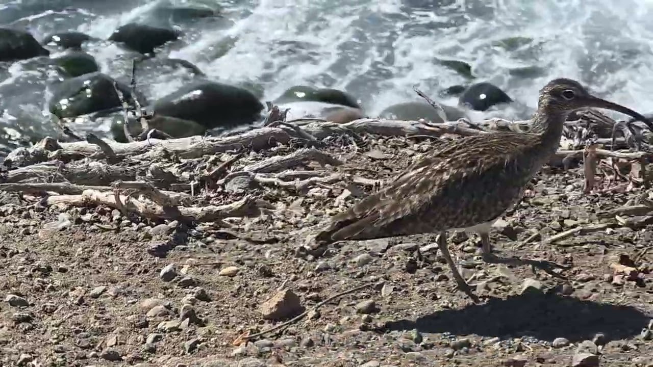 Naturalmente #natura#mare#animali