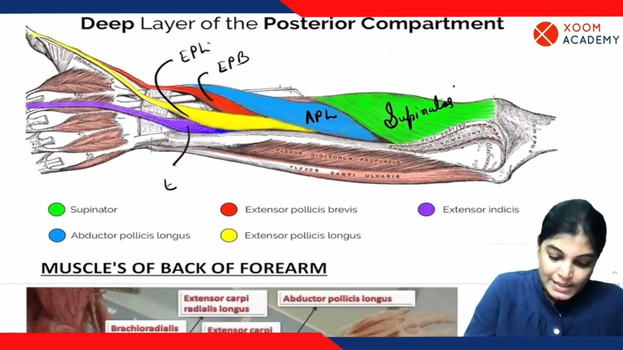 Muscles of Back of Forearm - Human Anatomy Lecture - Xoom Academy