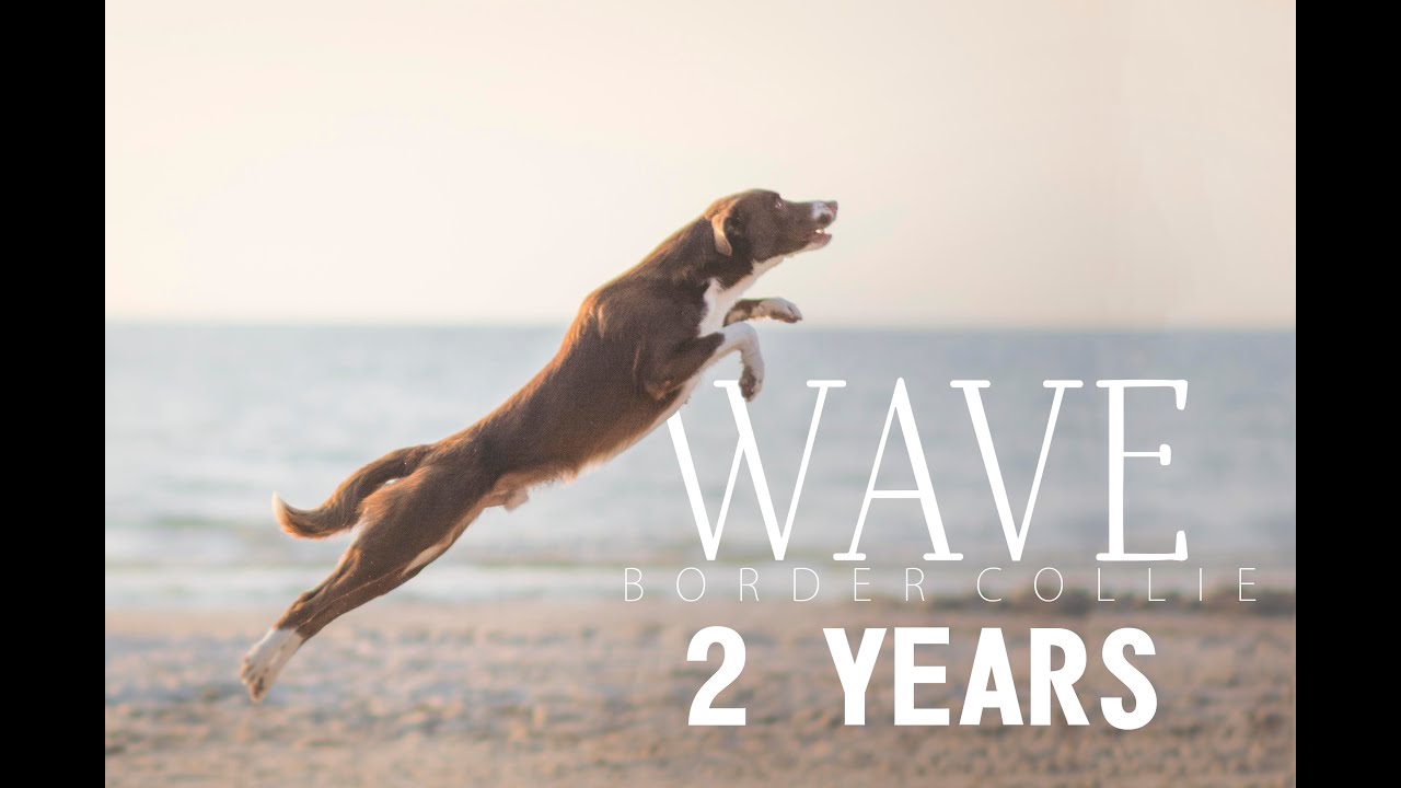 Wave border collie 2 years