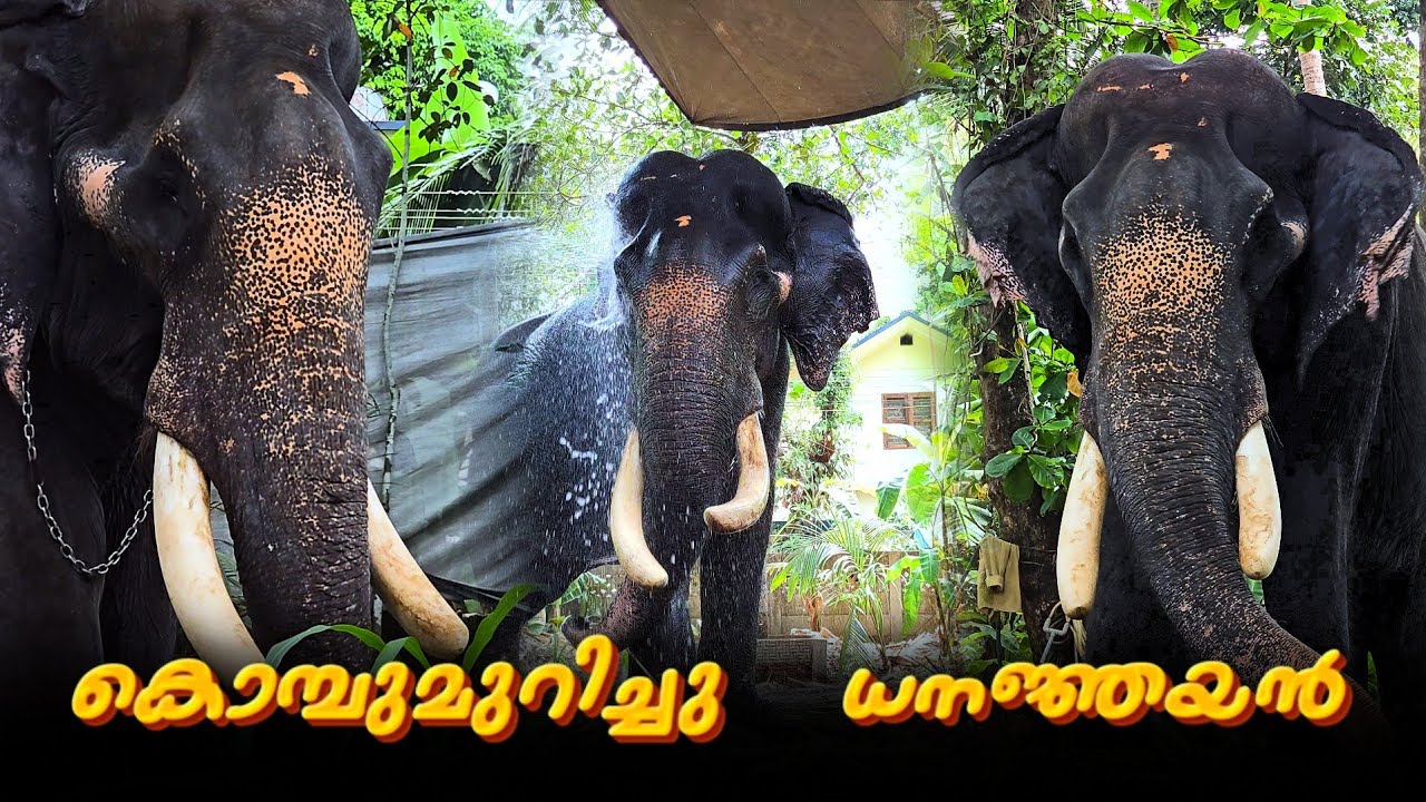 🐘കൊമ്പൊരുക്കി ധനജ്ഞയൻ 🐘          #aana #elephant #aanakeralam #aanapremi #aanakambam 
