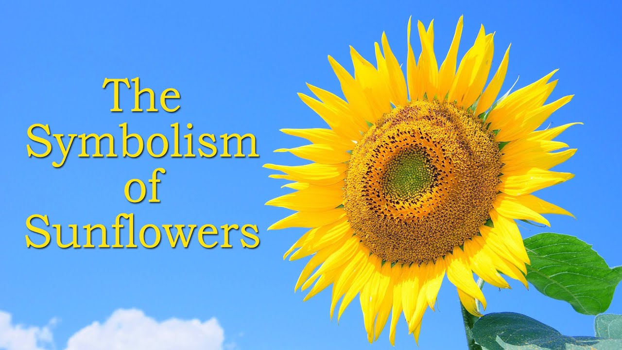 The Symbolism and Meaning of Sunflowers