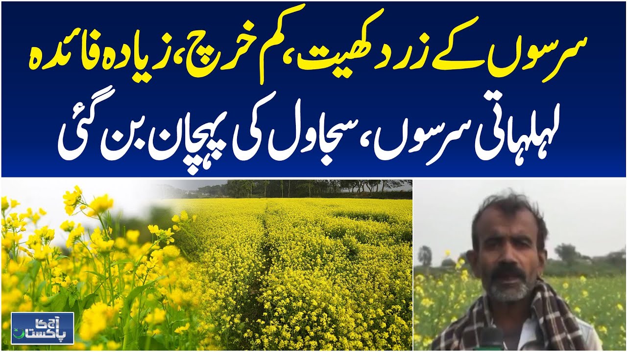 Mustard Crop Pakistan | Sajawal Farmers Happy | Low Cost High Yield | Aaj Pakistan News