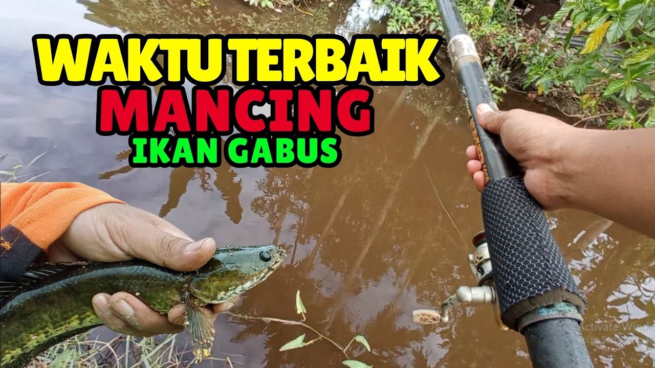 Waktu Terbaik untuk Mancing Ikan Gabus: Panduan Lengkap untuk Hasil Maksimal