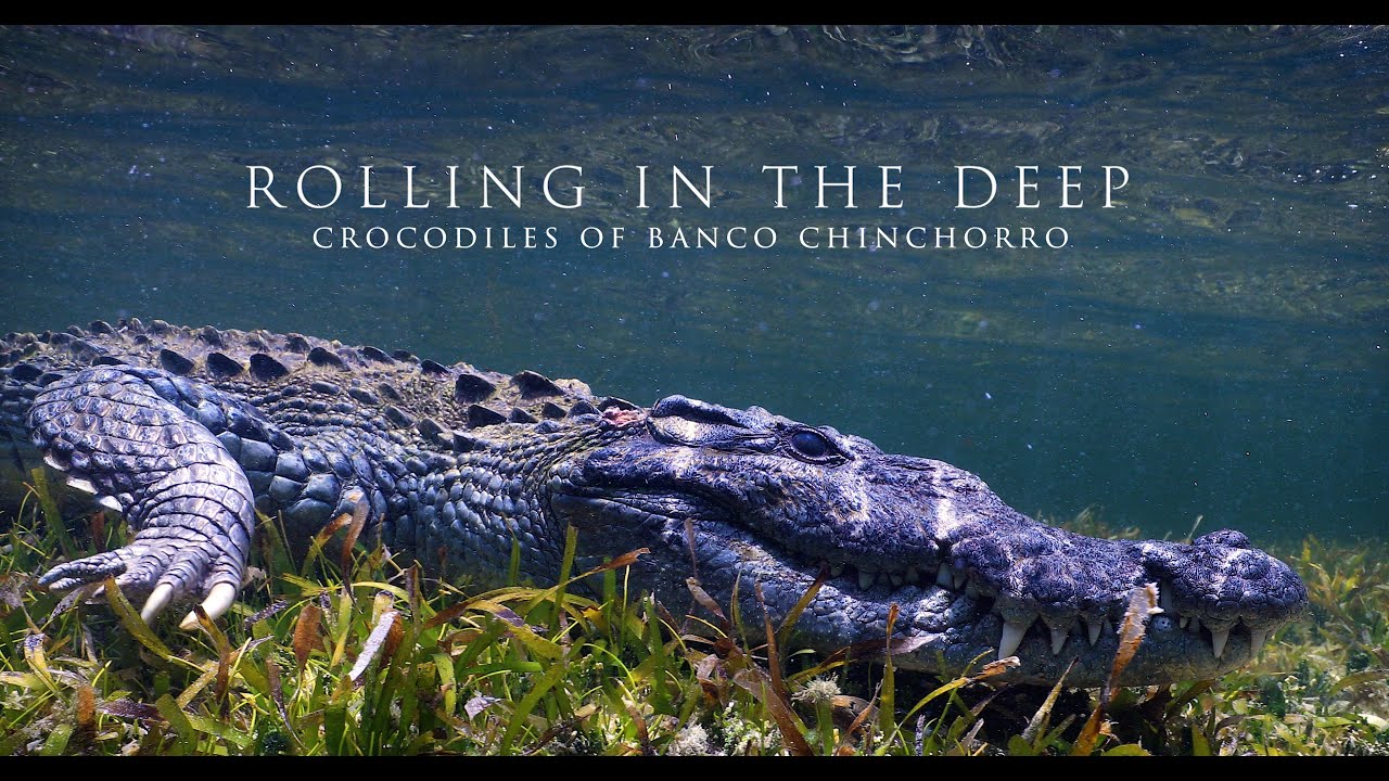 Rolling in the Deep #27  - Crocodiles of Banco Chinchorro