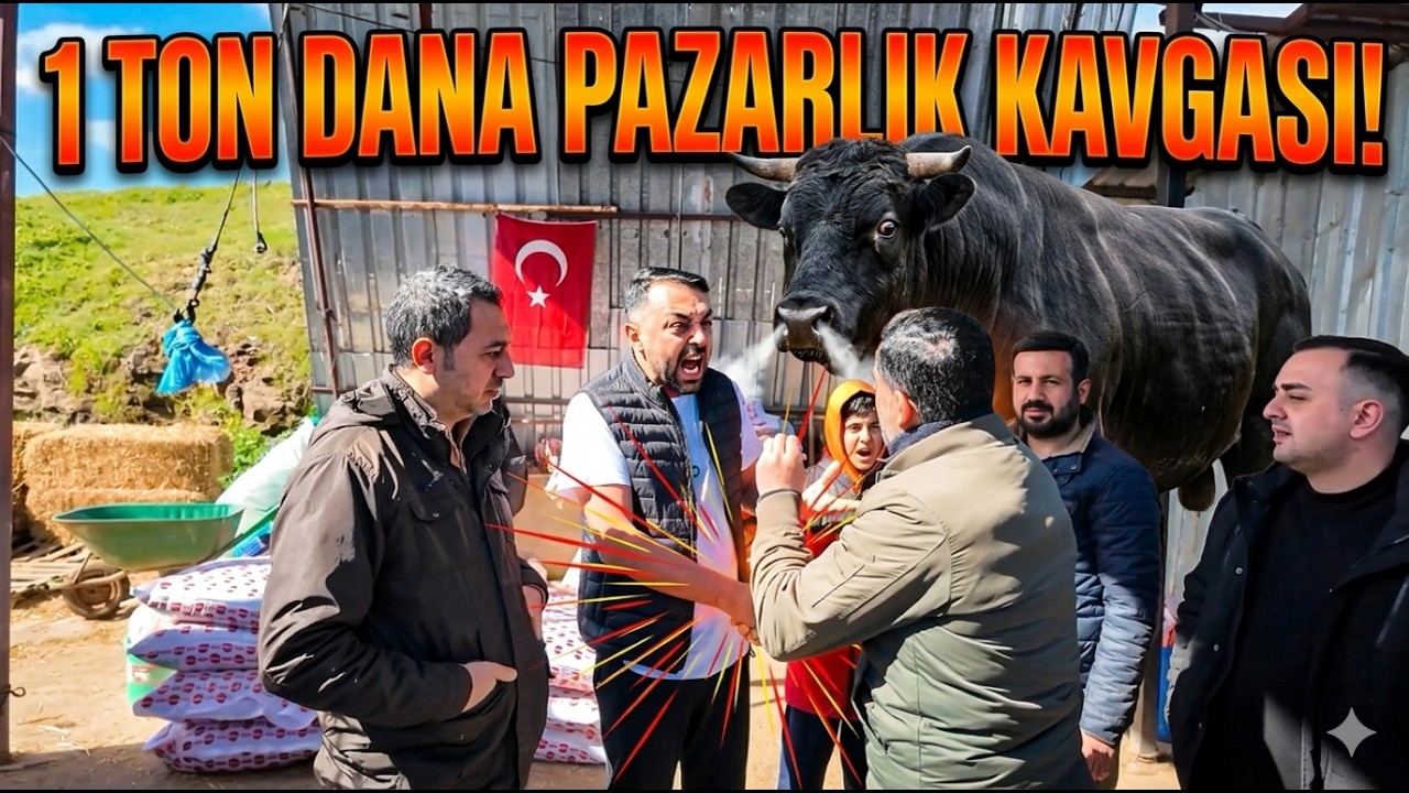 1 TON DANA / BÜYÜK KAVGA / ORTALIK KARIŞTI