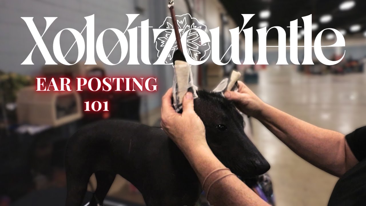 Mastering Xolo Ear Posting!