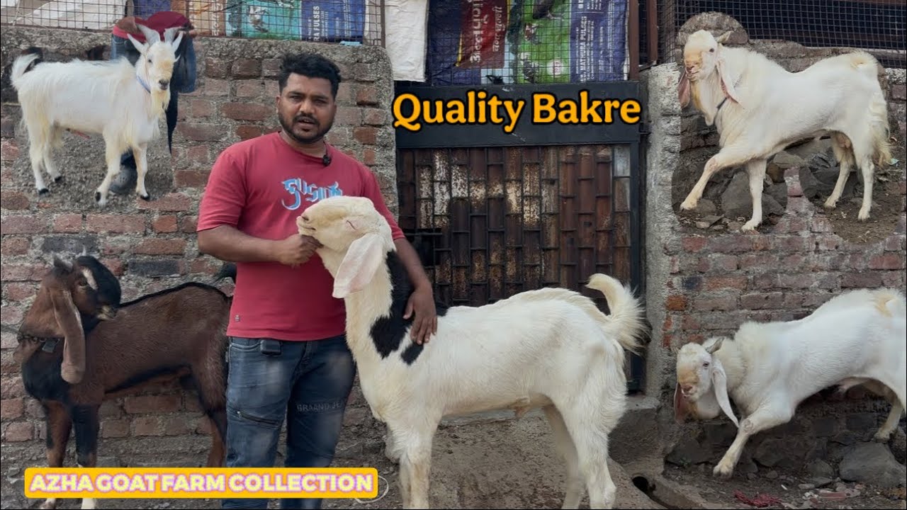 Azha Goat Farm Top Collection No1 Quality Ke Bakre Available On Sale | Solapur.
