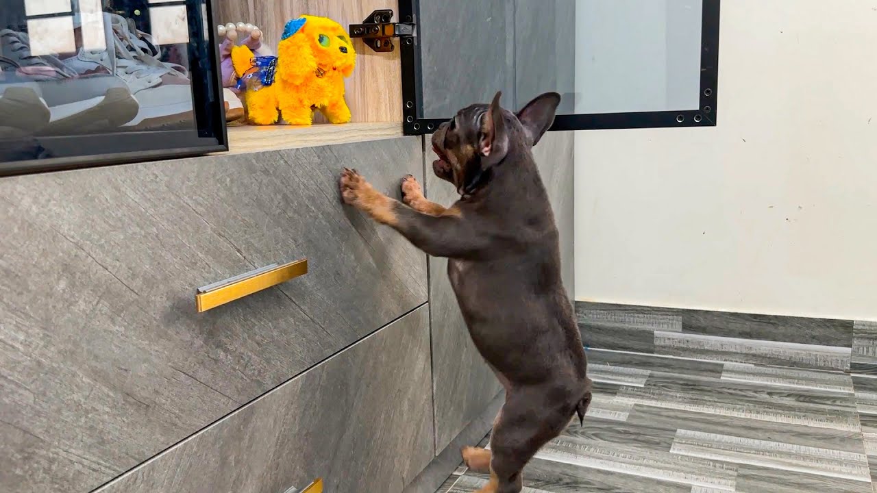 My dog ​​Mun is obsessed with squeaky toys...................