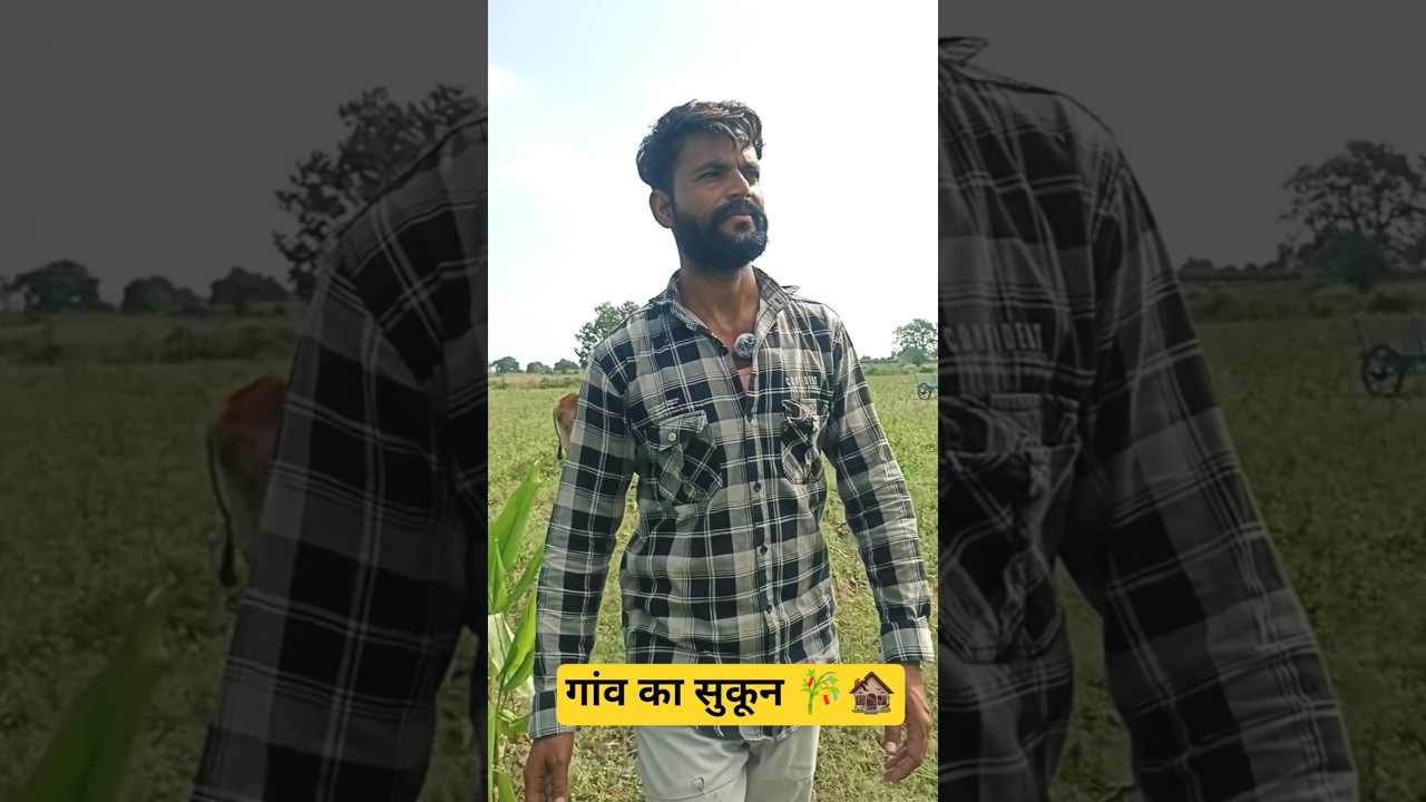 खेत की खुशबू  #shortsfeed #ytshorts #shorts #agriculture #LOKESHHRvlog