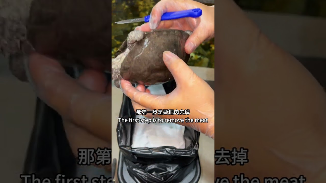 The beloved turtle died, don't throw it away! Make a turtle shell specimen and keep it!