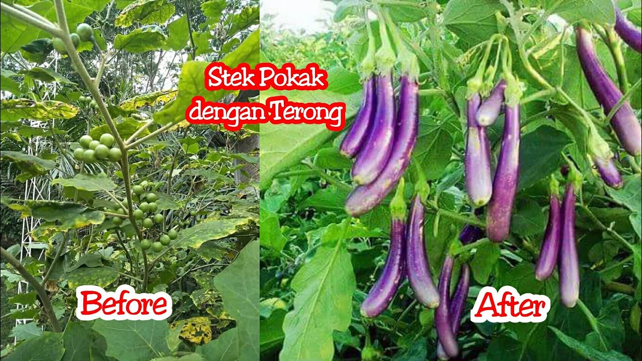 Cara stek sambung pokak dengan Terong