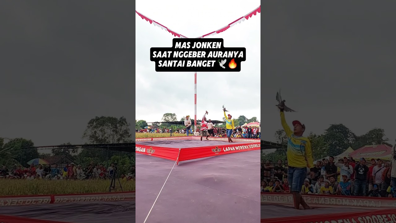 Santay Banget Cara Nggeber Mas Jooned Kenwood #syifanajwamerpati #merpati #merpatikolong  #fyp