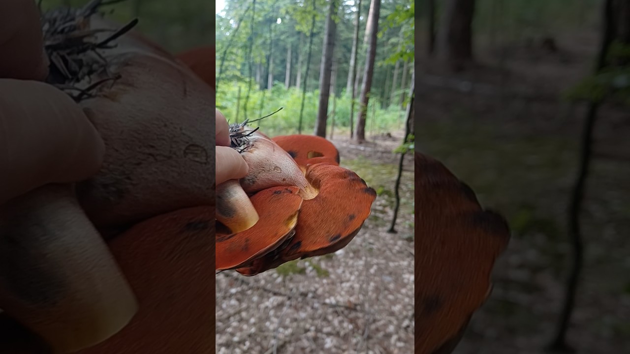Ależ one wyglądają #mushroom #fungi #grzyby #grzybobranie