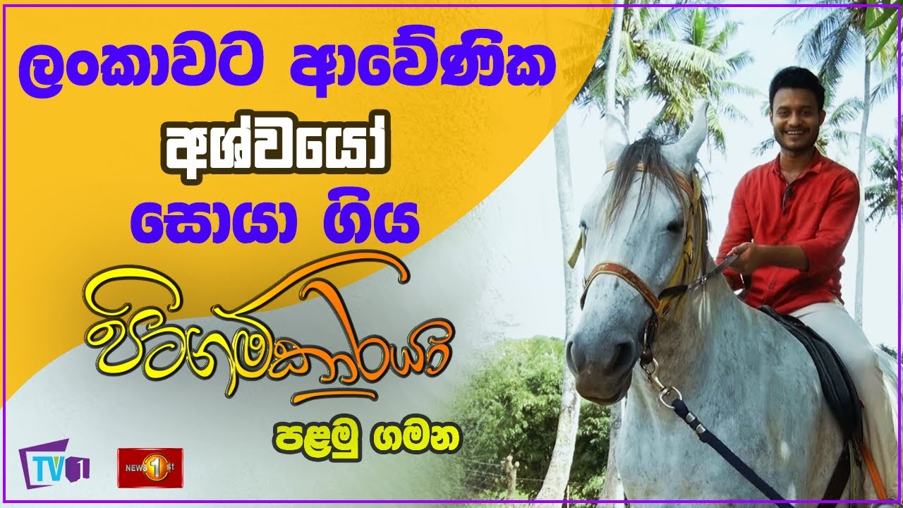 ලංකාවට ආවේණික අශ්වයෝ සොයාගිය පිටගම්කාරයා | TV1 Pitagamkaraya - පිටගම්කාරයා