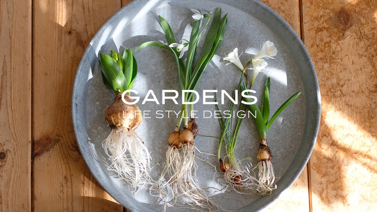 【GARDENS】 北欧スタイルのインドアガーデニング | 芽出し球根の楽しみ ♯2   Scandinavian style living with flowers