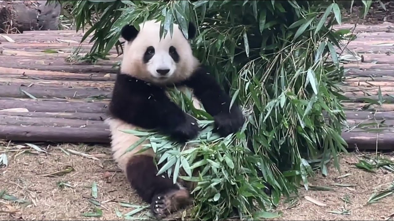 11.26钓猫 谭爷爷一直在吐槽花花，等花花吃完窝头再接🍎,苹果保不住了~Grandpa: Fafa If you don't pick up the apple, the apple is gone