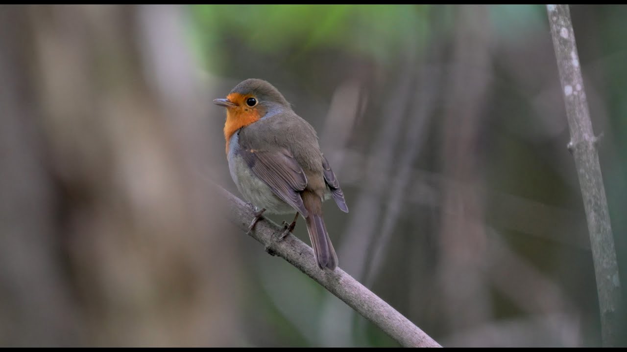 Зарянка (Erithacus rubecula)