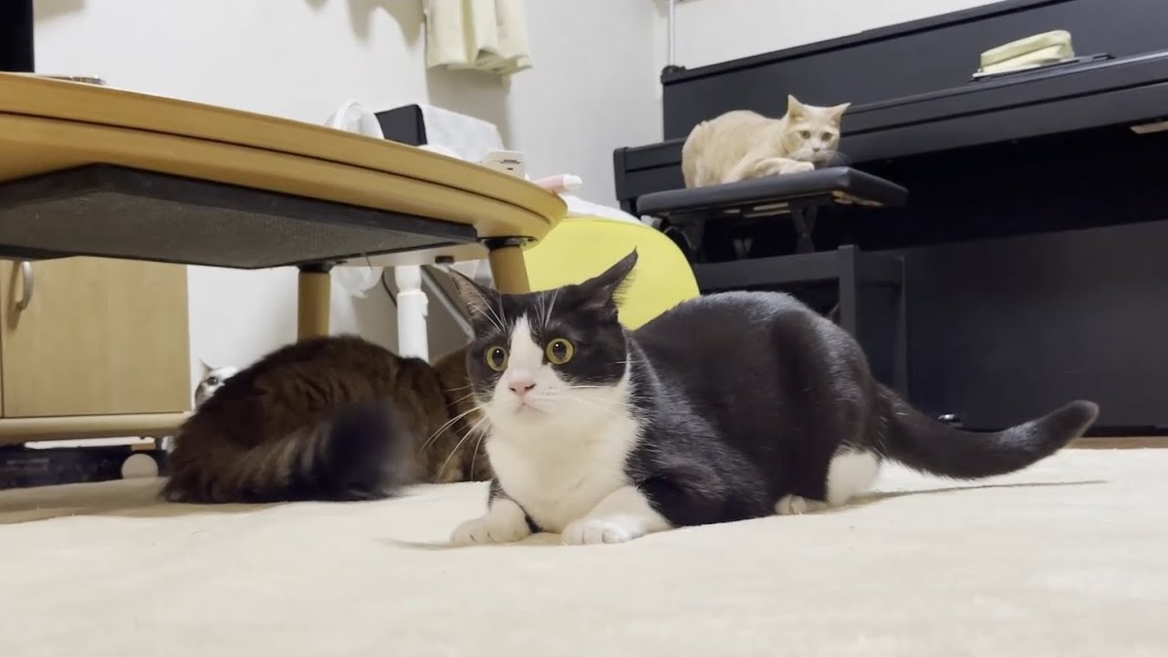 極太の猫しっぽがこんなにかわいいとはw