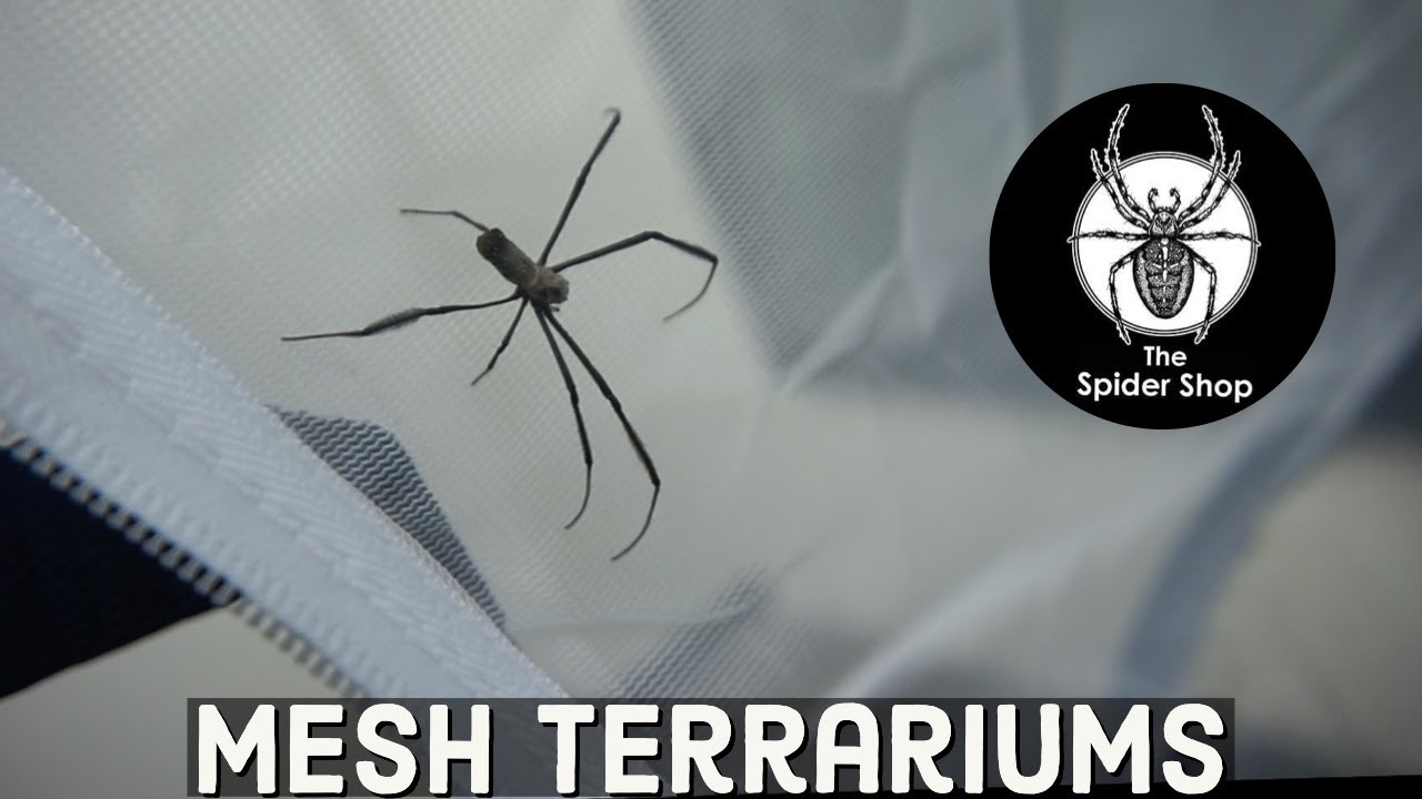 The Spider Shop Mesh Terrariums