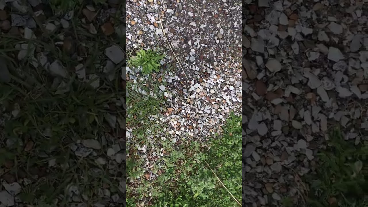 Walking with my beloved dog #stone #dog #asmr  #rock