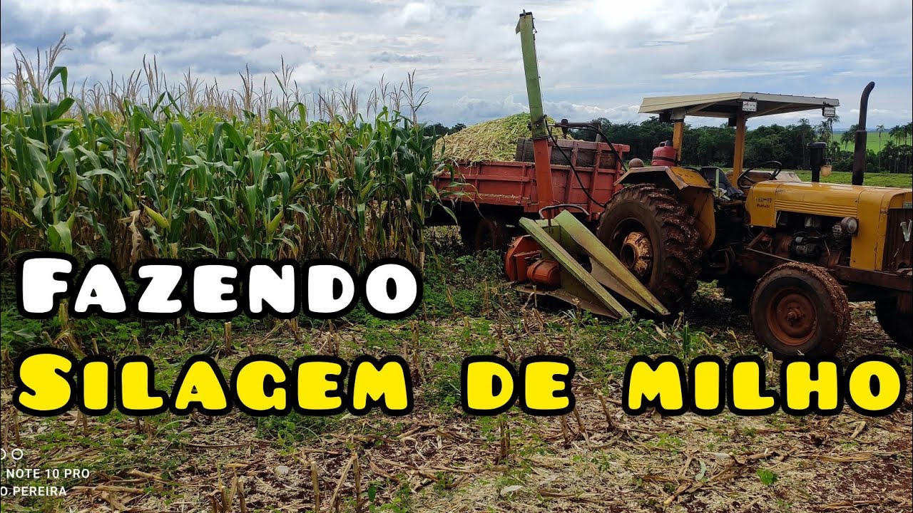VALMET 65 FAZENDO SILAGEM DE MILHO DESCARREGANDO DE UM GEITO FÁCIL E RÁPIDO. SÍTIO BOA VISTA.