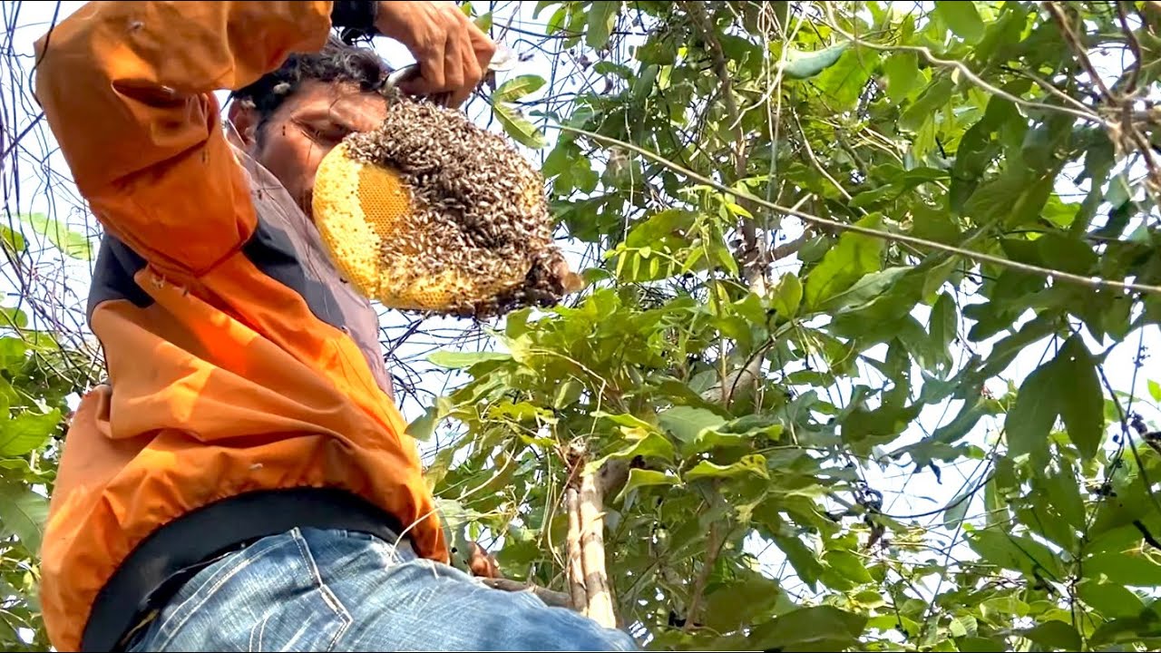 Take wild bees🐝🐝