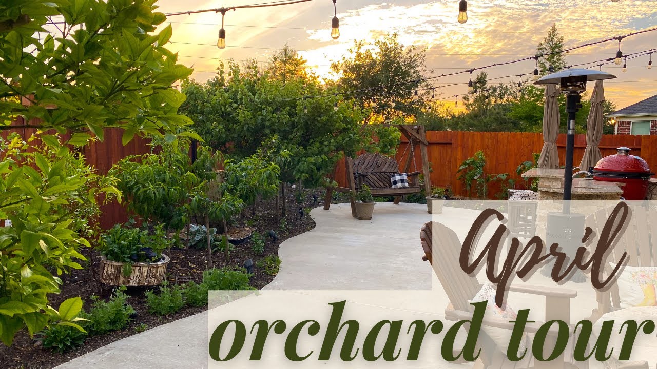 Backyard Orchard TOUR | April 2021 | Over 30+ Fruit Trees