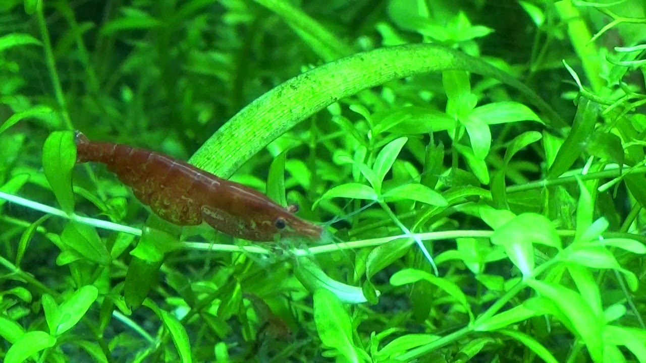 Krewetki Red Cherry karmienie