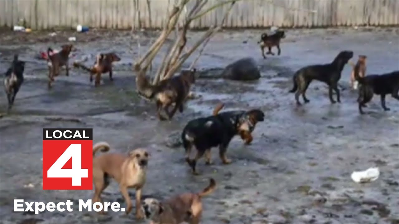 Animal advocates warn hoarding, neglect cases in Michigan are overwhelming rescue shelters