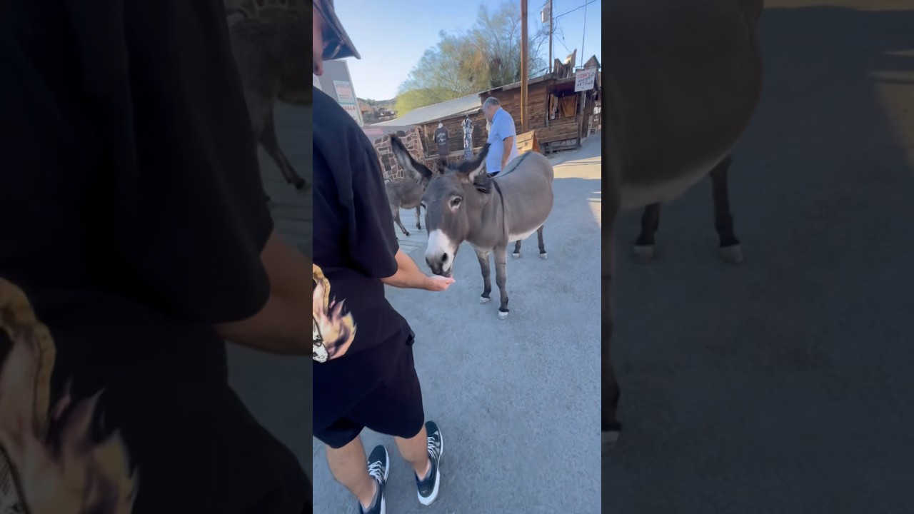 Visiting Oatman, AZ #donkey #oatman #arizona #fyp #travel