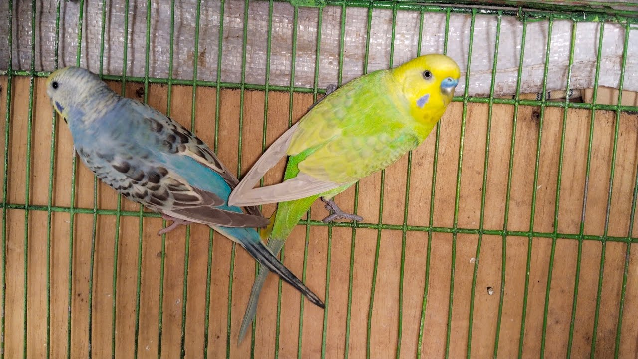 Meri Budgies Ab Tak Anday Kyun Nahi De Rhe ? Aapka Solution Chahiye 🤔