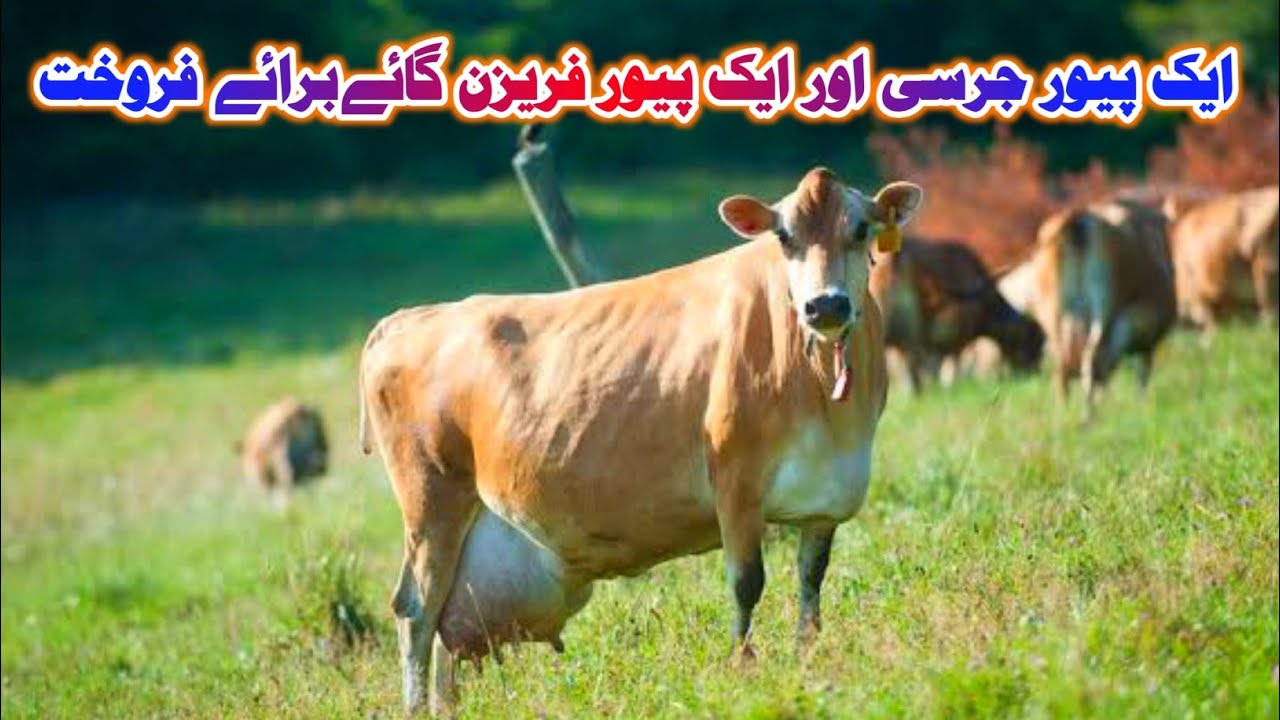 Pure Jersey Cow And Friesian Cow For Sale In Peshawar Dairy Farm