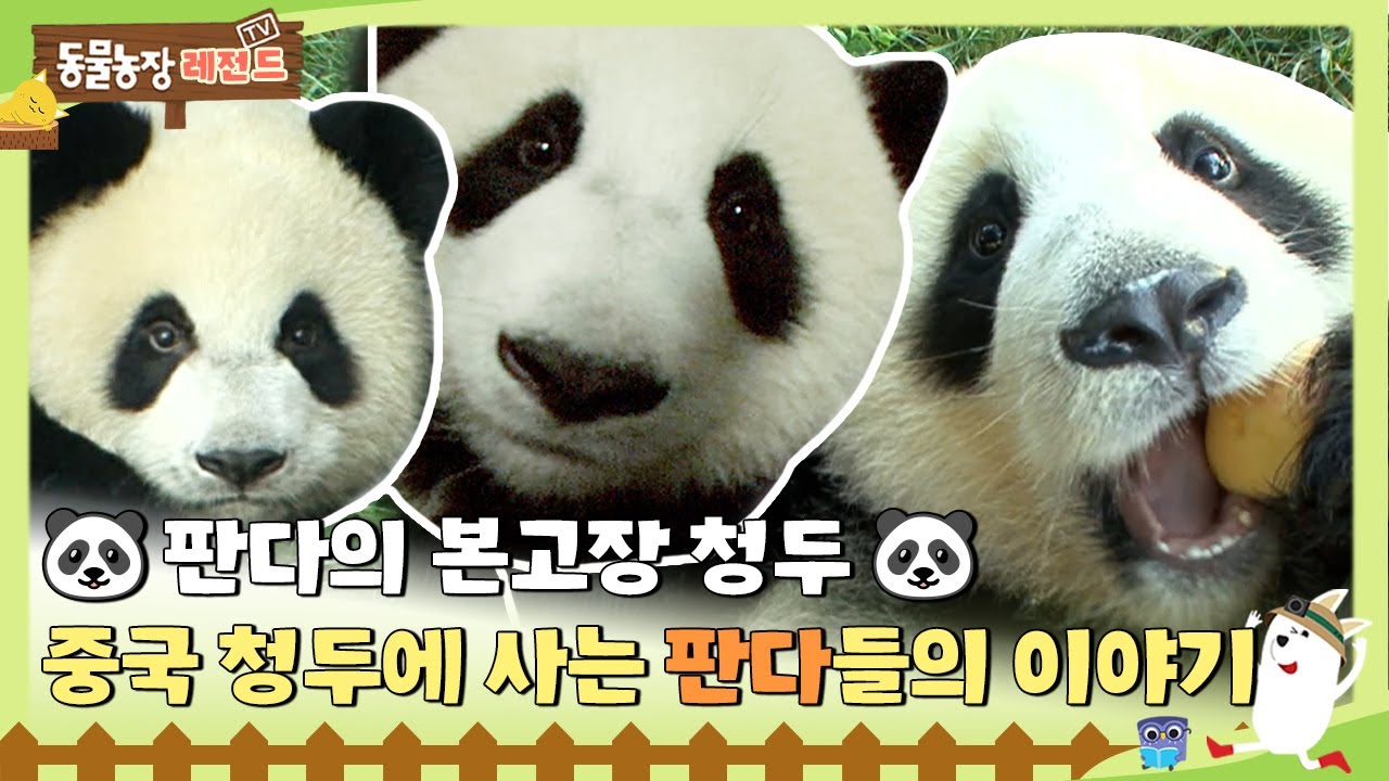 [#TV동물농장레전드] 🐼판다의 본고장🐼 중국 청두에 사는 보물 판다들🐼의 이야기💌 /EP.375-1 #TV동물농장 #AnimalFarm #SBSstory