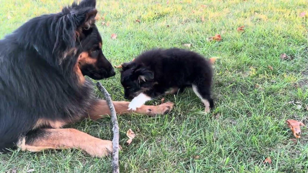Dogs Being Dogs