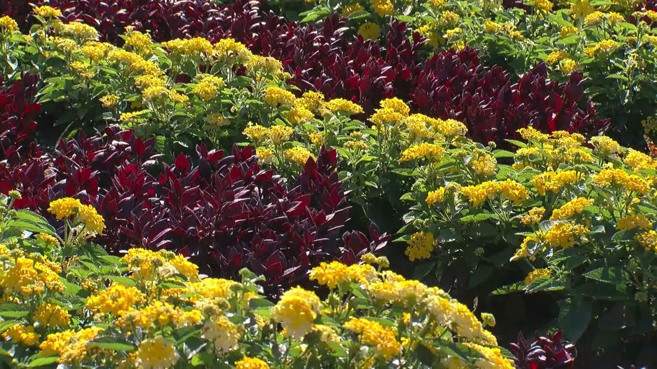 Blomkest Couple Grows Massive, Gorgeous Garden For Good Cause
