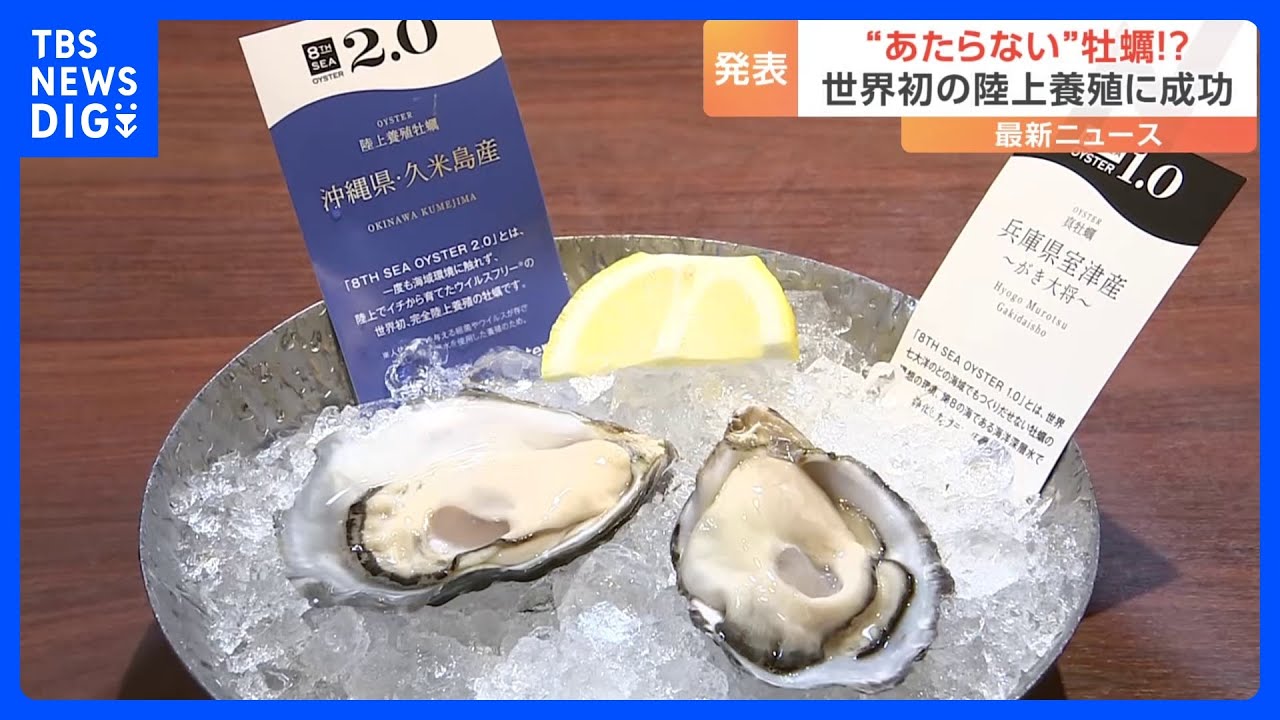 &ldquo;食あたりしない&rdquo;牡蠣　世界初「完全陸上養殖」で実現　世界展開も視野｜TBS&nbsp;NEWS&nbsp;DIG