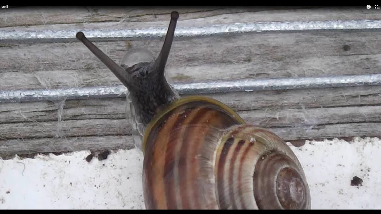How to make a Garden Slug & Snail Repeller Fence : Battery powered