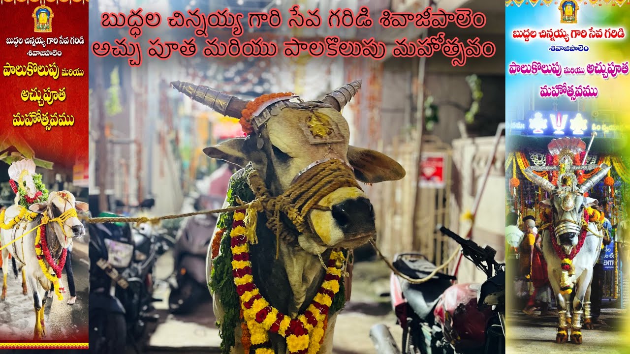 బుద్ధల చిన్నయ్య గారి సేవ గరిడి శివాజీపాలెం అచ్చు పూత మరియు పాలకొలుపు మహోత్సవం