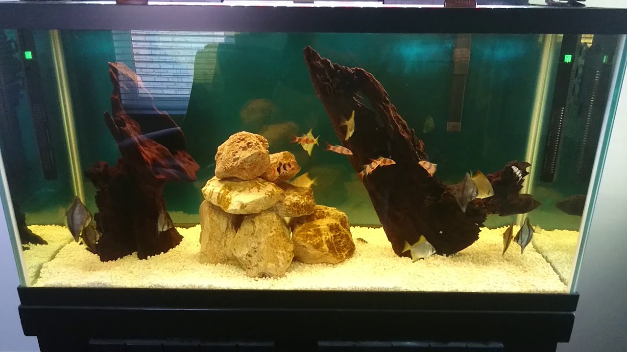 Mono Sebae and Mono Argentus fresh tank set up