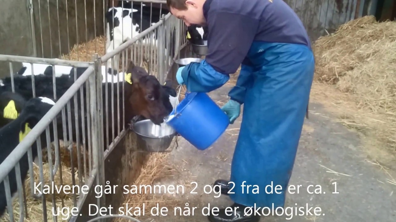 Fodring af små kalve på store Arbjerg.