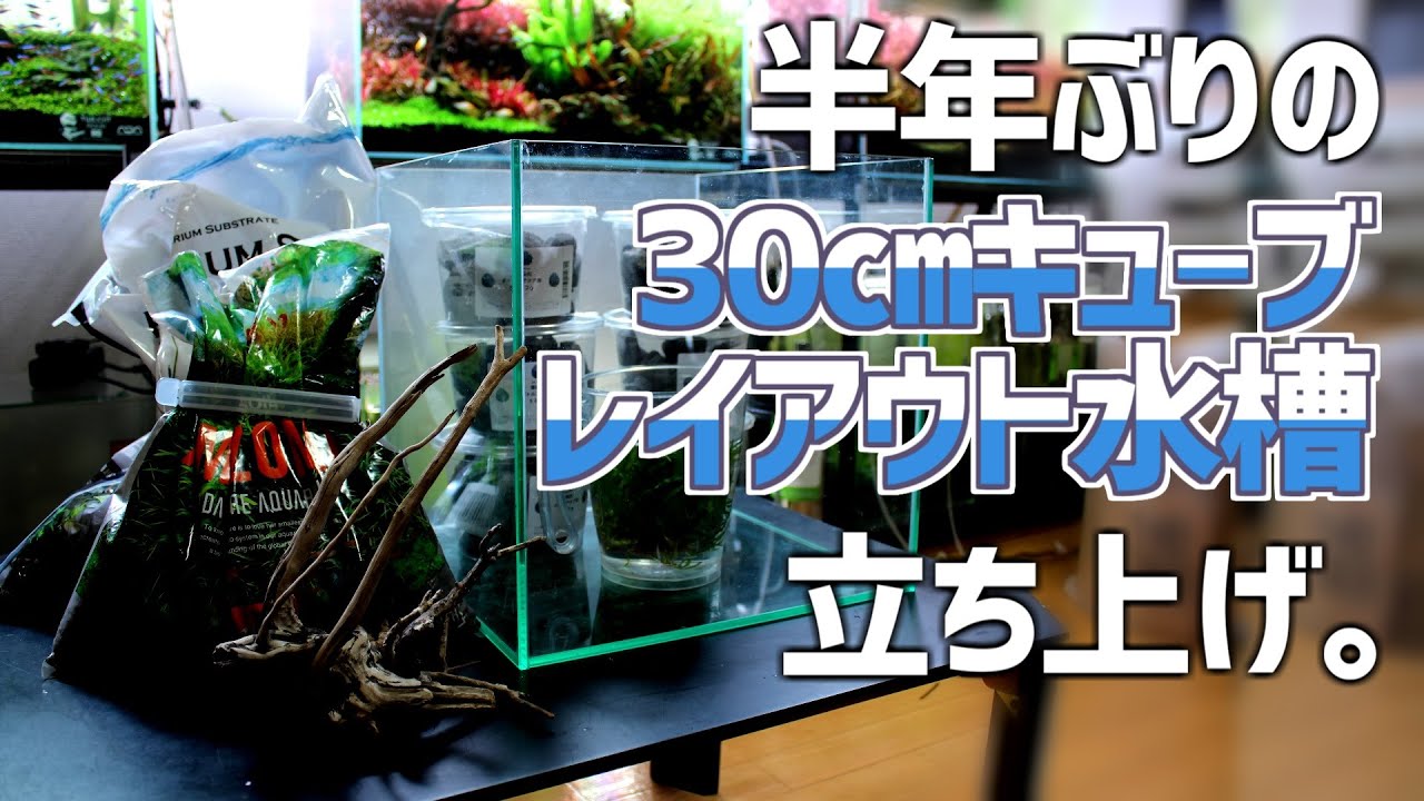 半年ぶりの30㎝キューブレイアウト水槽立ち上げ！コリドラスが飼える化粧砂敷き分け水槽！#184【アクアリウム】