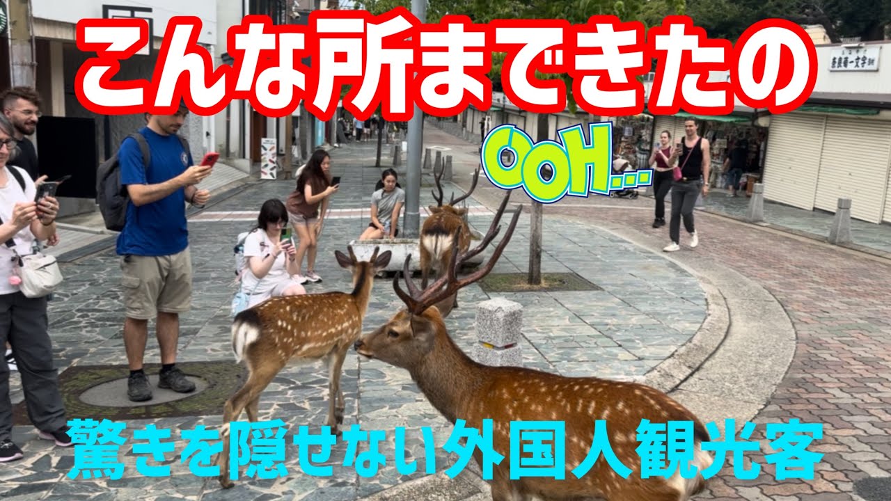こんな所まできたの🫎驚きを隠せない外国人観光客NARA  PARK