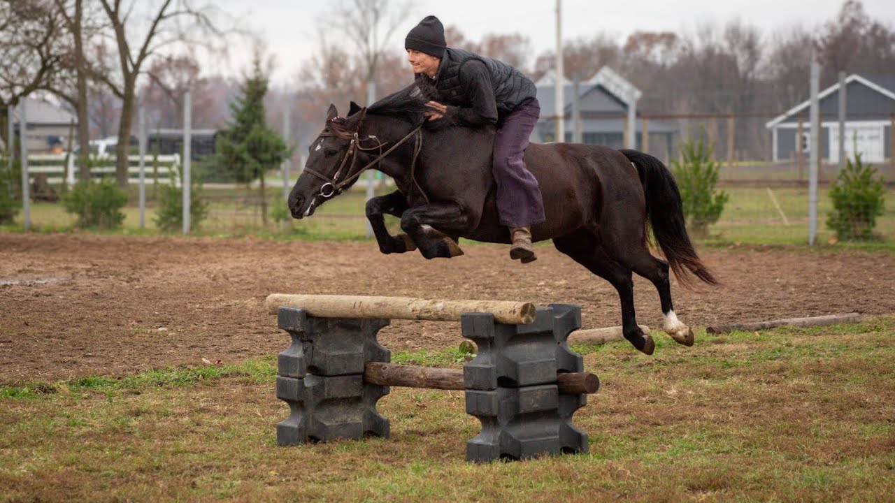 Nola | 4 year old pony | Dutch Creek Farm